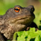Profile picture of Mr. Toad